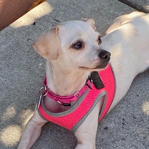 Enlarge Suzie Q, a Adoptable Chihuahua in Pacifica, CA image 6/6