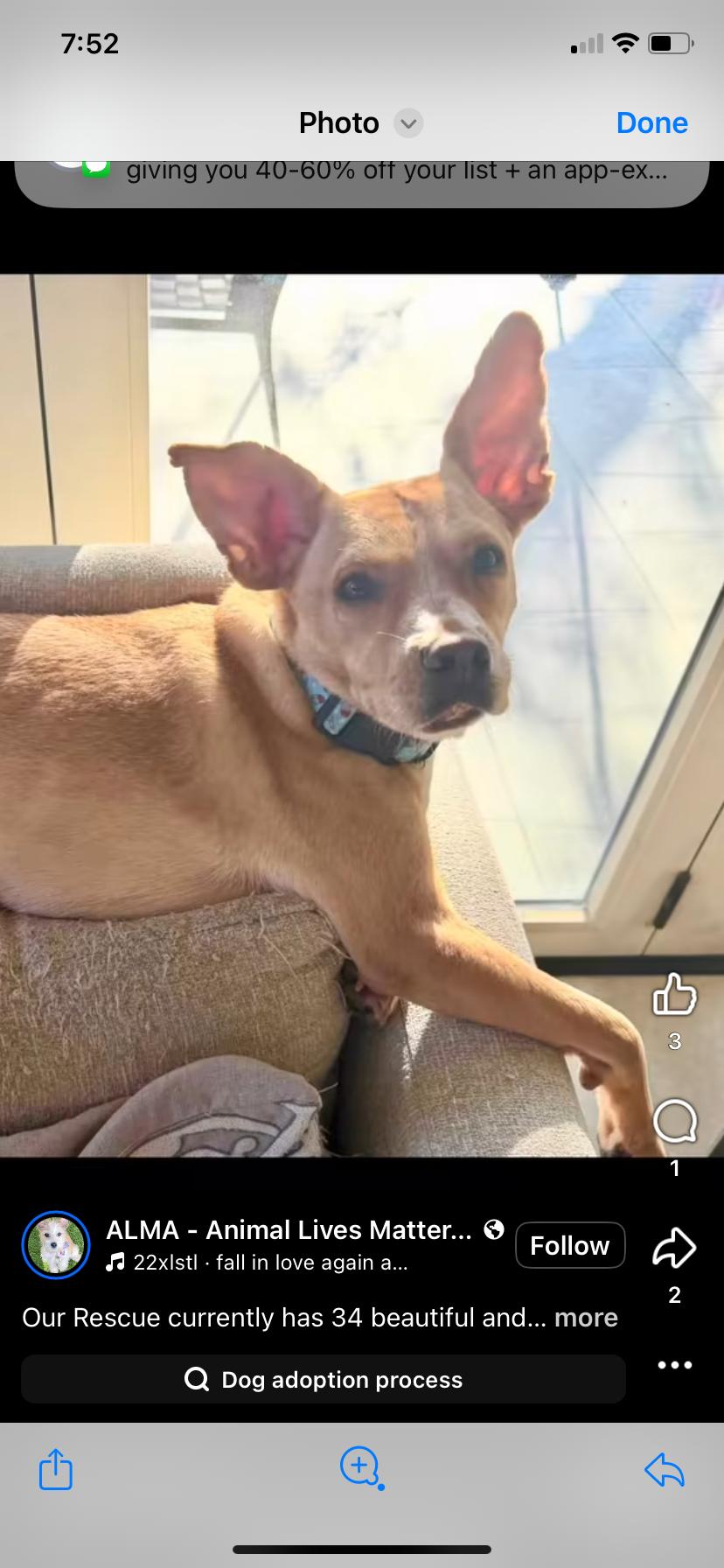 Scooby, Adoptable, Adult Male Carolina Dog & Labrador Retriever.