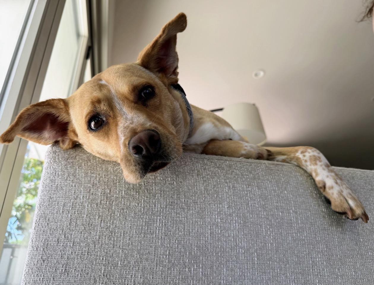 Scooby, a Adoptable mixed breed in Oceanside, CA image 2/6
