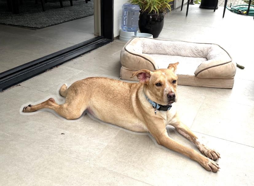 Scooby, Adoptable, Adult Male Carolina Dog & Labrador Retriever.