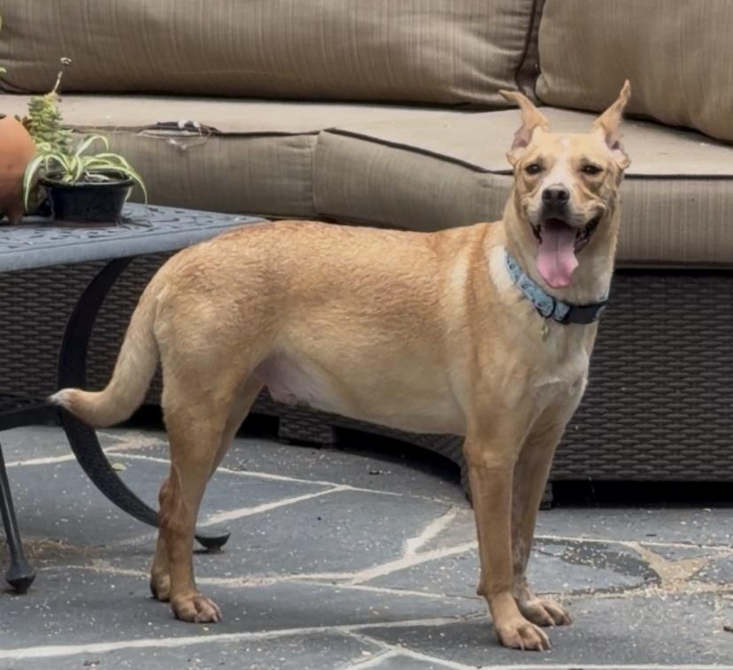 Scooby, a Adoptable mixed breed in Oceanside, CA image 3/4