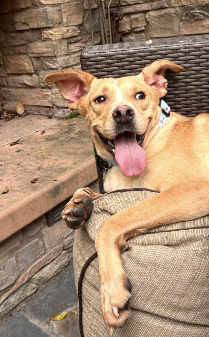 Scooby, Adoptable, Adult Male Carolina Dog & Labrador Retriever.
