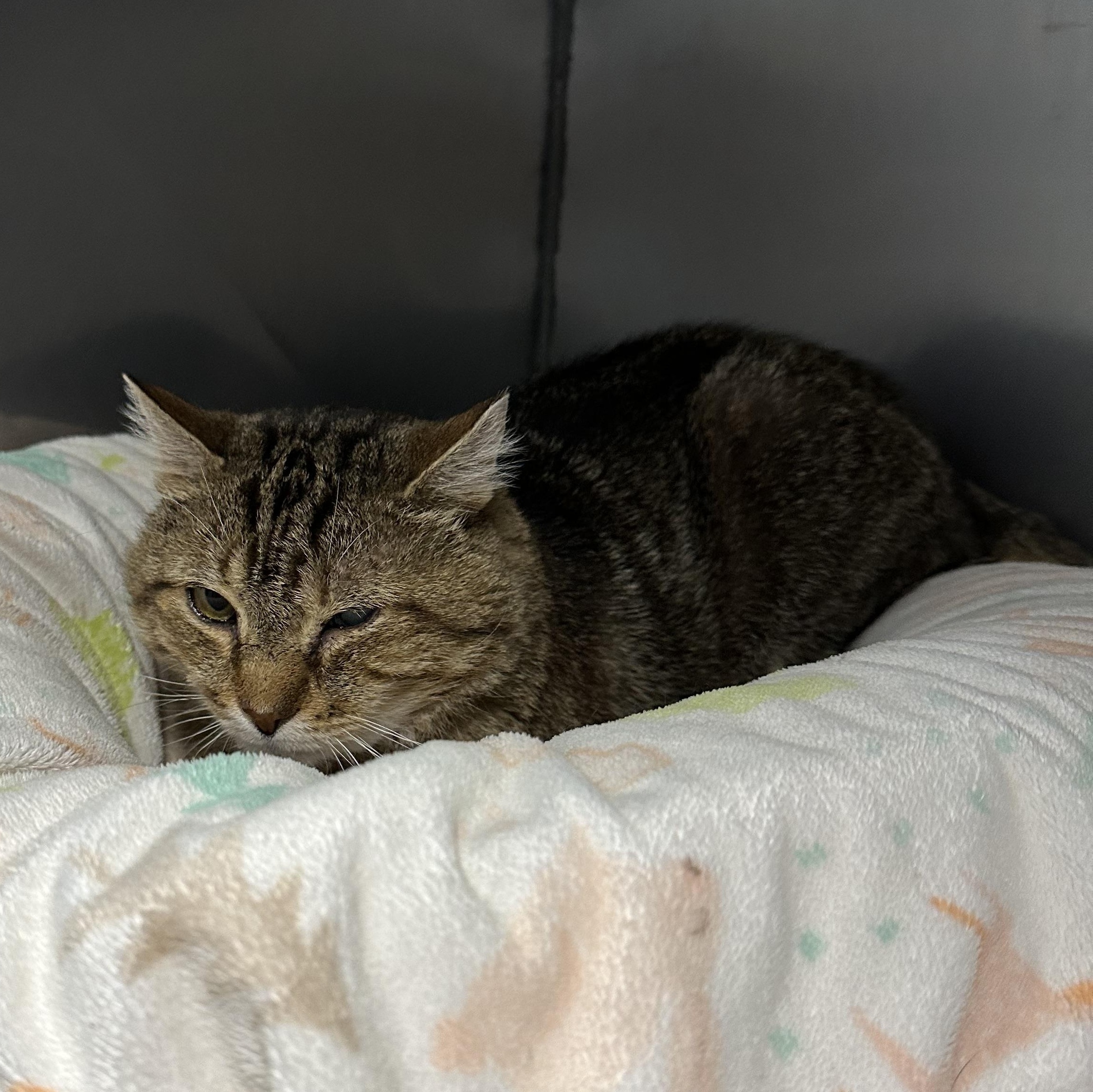 Enlarge Archie, a ADOPTABLE Domestic Short Hair in Exeter, RI image 3/5