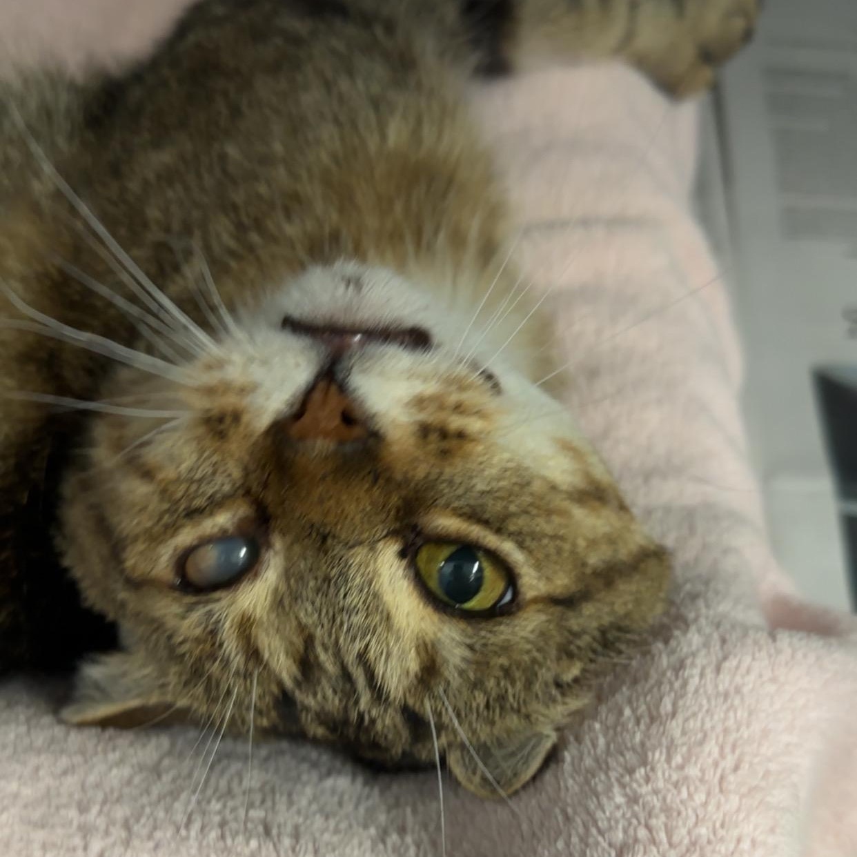 Enlarge Archie, a ADOPTABLE Domestic Short Hair in Exeter, RI image 5/5