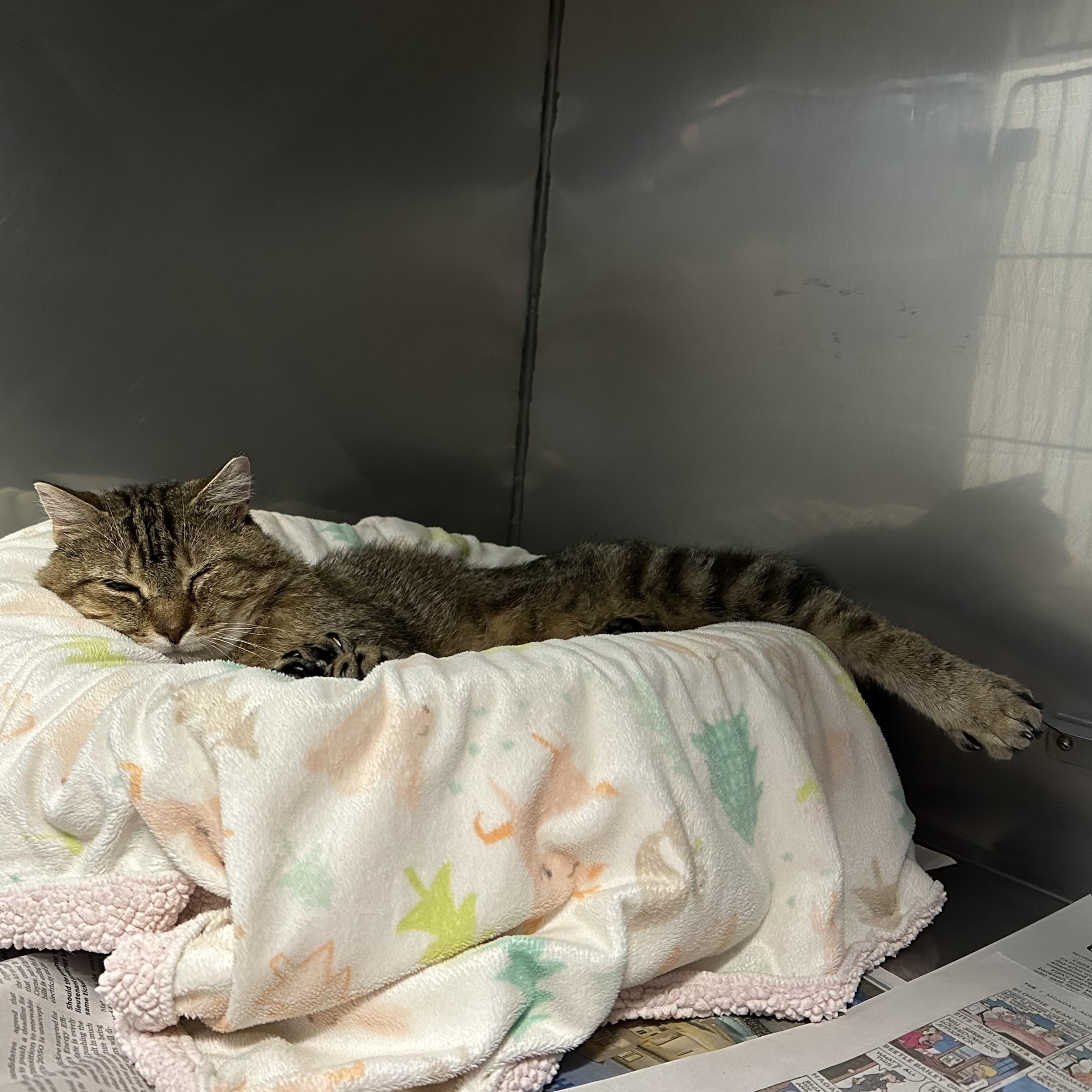 Enlarge Archie, a ADOPTABLE Domestic Short Hair in Exeter, RI image 4/5