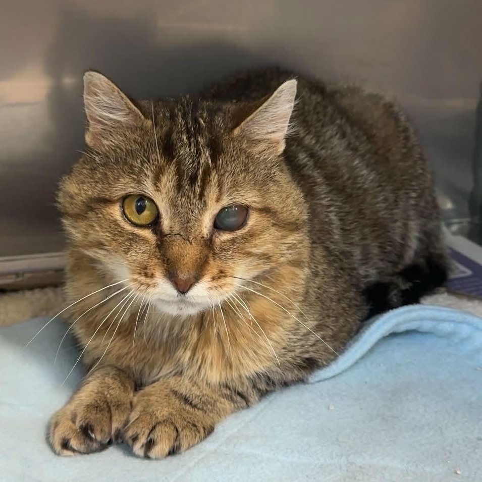 Enlarge Archie, a ADOPTABLE Domestic Short Hair in Exeter, RI image 2/5