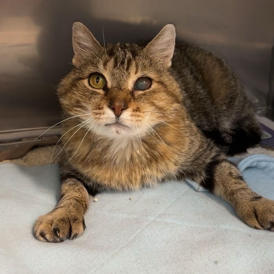 Archie, ADOPTABLE, Adult Male Domestic Short Hair.