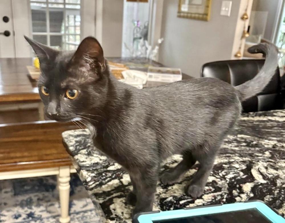 Erna, Adoptable, Young Female Domestic Short Hair.