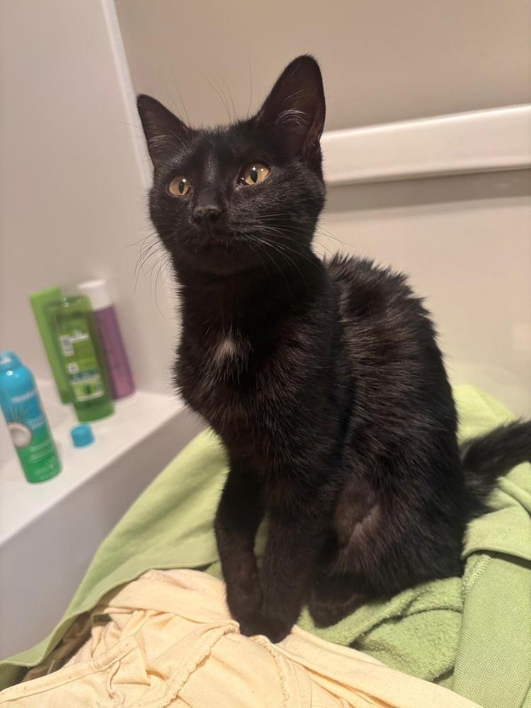 Enlarge Erna, a Adoptable Domestic Short Hair in Lake Wylie, SC image 2/5