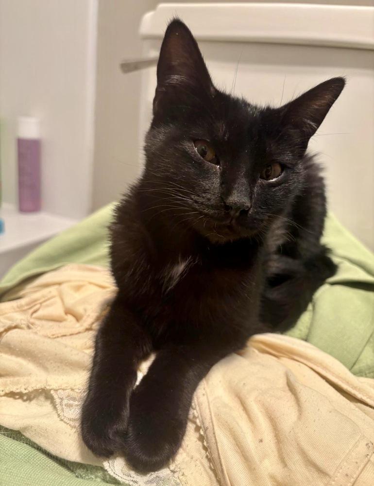 Enlarge Erna, a Adoptable Domestic Short Hair in Lake Wylie, SC image 3/5