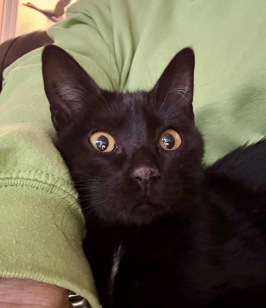 Enlarge Erna, a Adoptable Domestic Short Hair in Lake Wylie, SC image 4/5