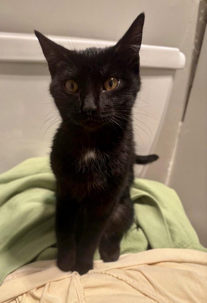 Enlarge Erna, a Adoptable Domestic Short Hair in Lake Wylie, SC image 5/5