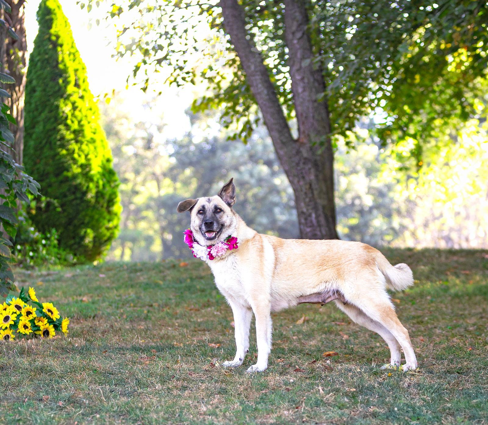 Sabrina, Adoptable, Young Female German Shepherd Dog.