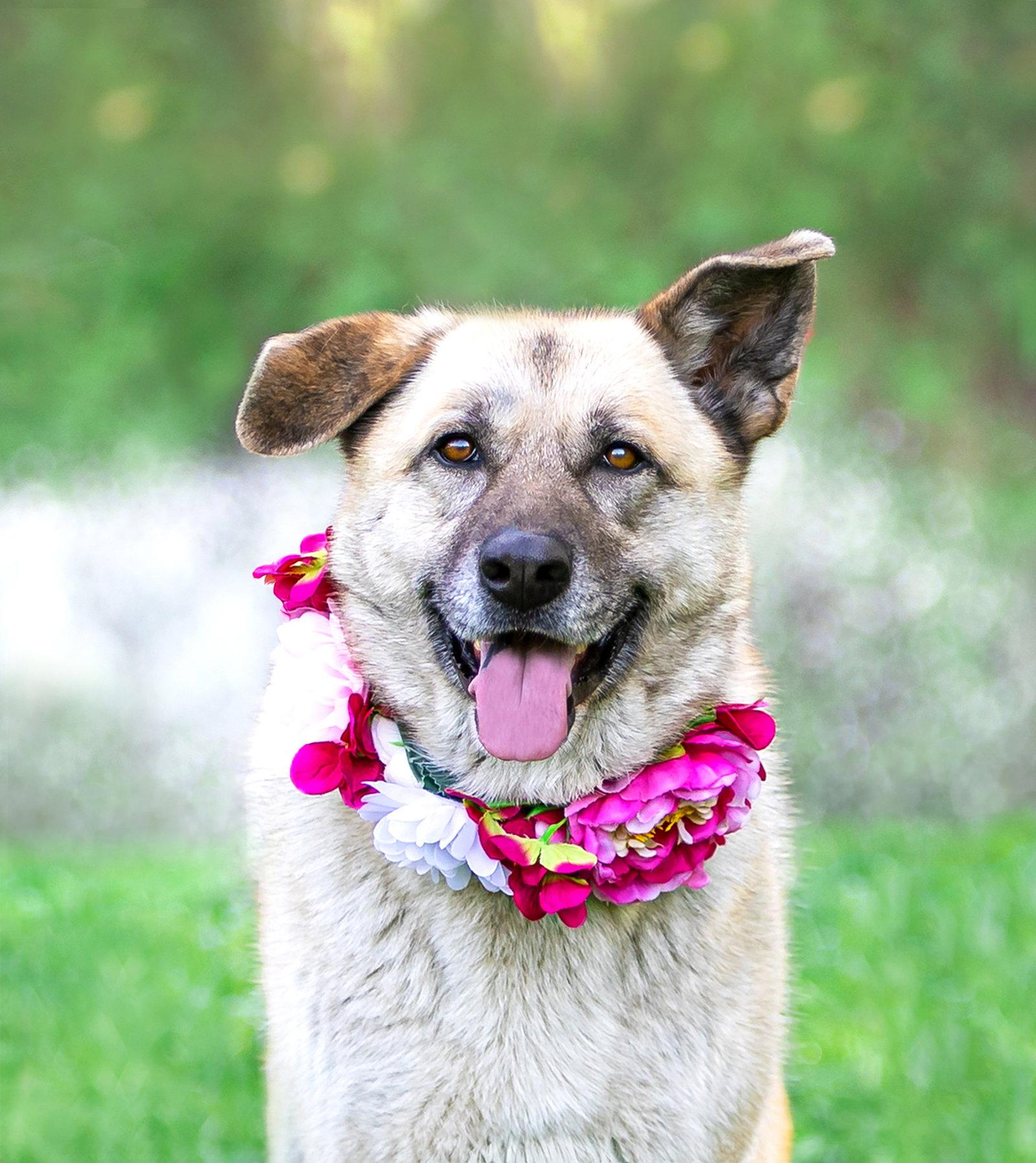 Sabrina, Adoptable, Young Female German Shepherd Dog.