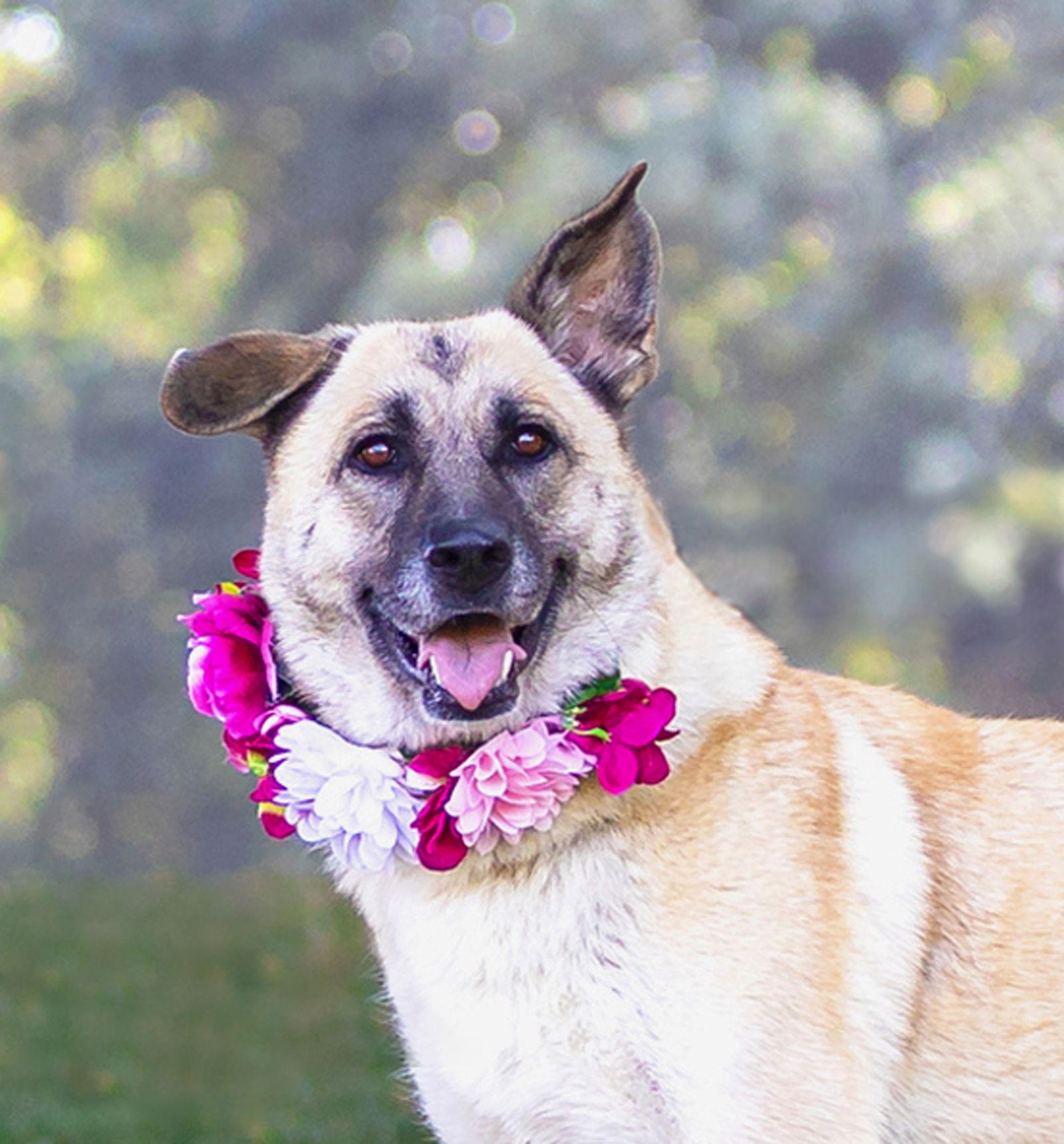 Enlarge Sabrina, a Adoptable German Shepherd Dog in Coatesville, PA image 2/3