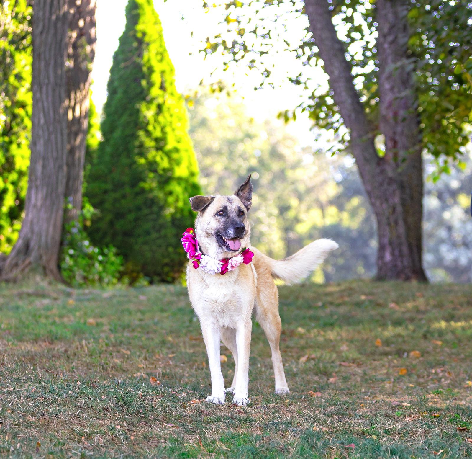 Enlarge Sabrina, a Adoptable German Shepherd Dog in Coatesville, PA image 1/3