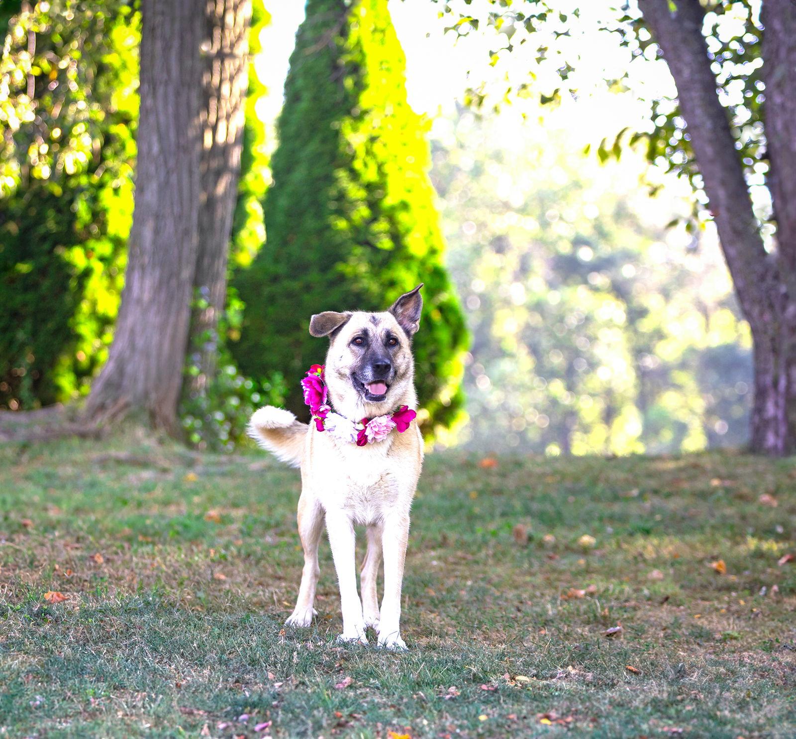 Enlarge Sabrina, a Adoptable German Shepherd Dog in Coatesville, PA image 2/3