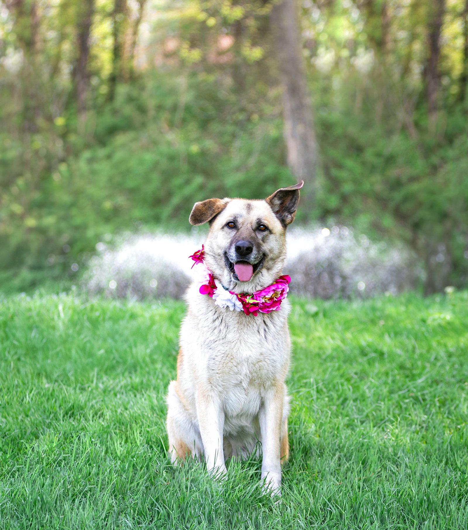 Enlarge Sabrina, a Adoptable German Shepherd Dog in Coatesville, PA image 2/3