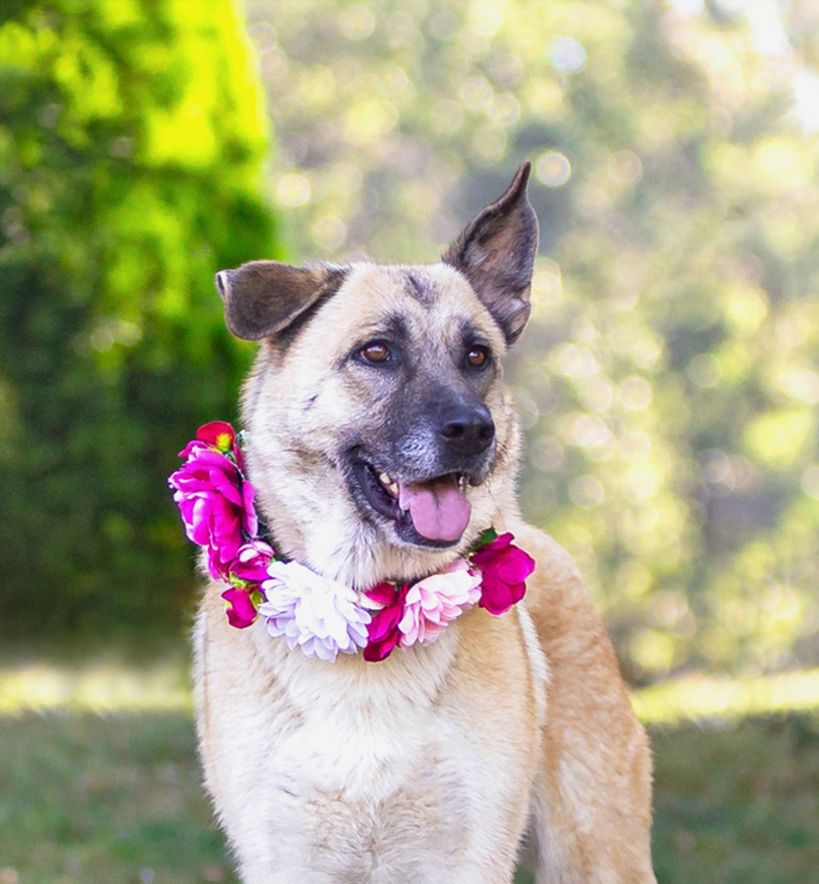 Enlarge Sabrina, a Adoptable German Shepherd Dog in Coatesville, PA image 3/3