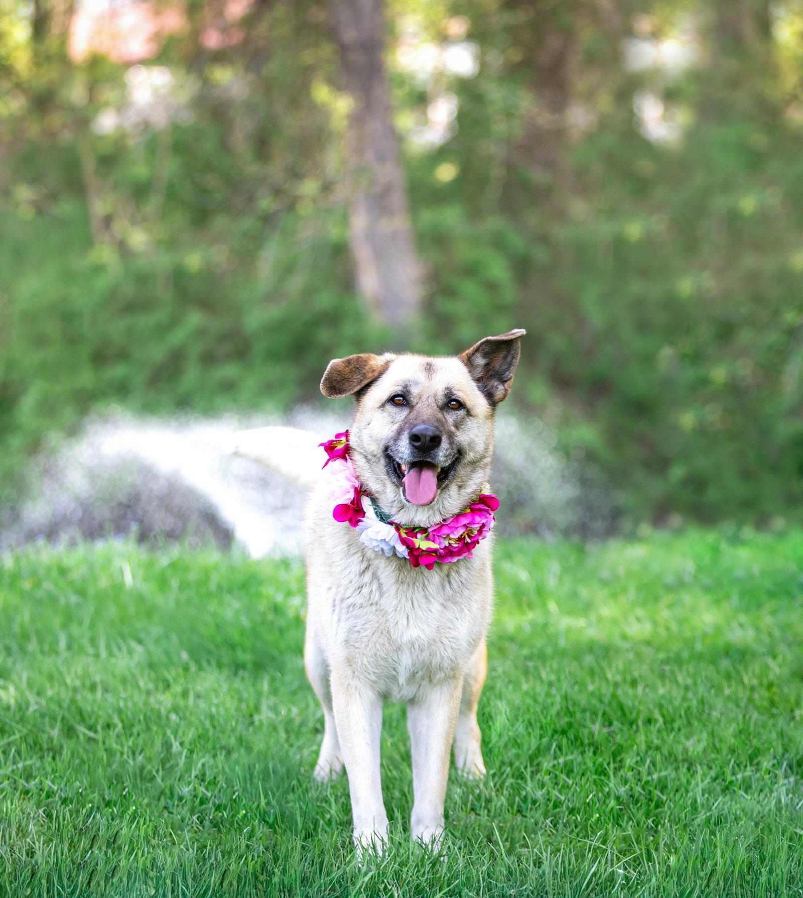 Enlarge Sabrina, a Adoptable German Shepherd Dog in Coatesville, PA image 3/3