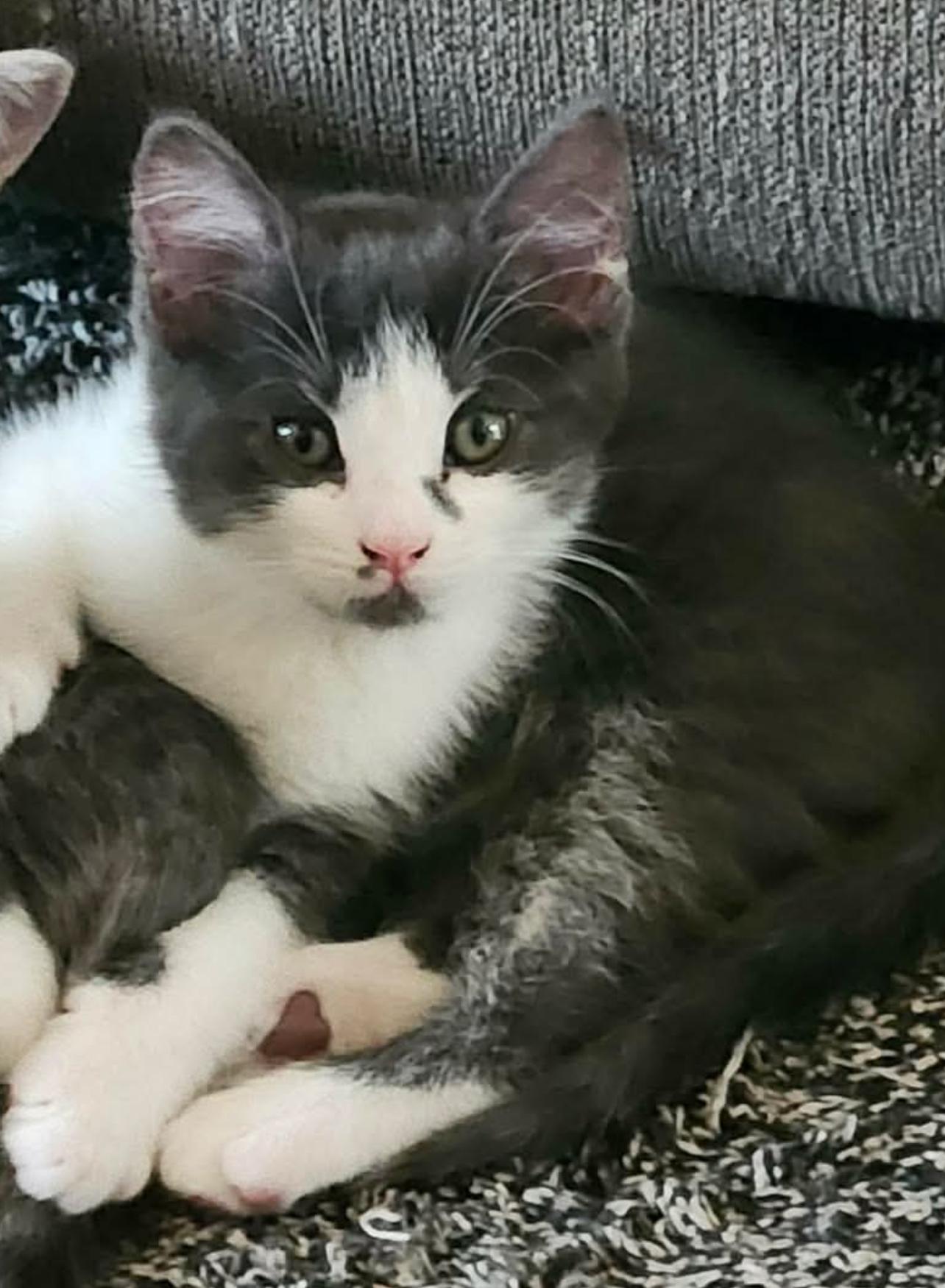 Enlarge Captain Hook, a Adoptable mixed breed in Lockport, IL image 2/3