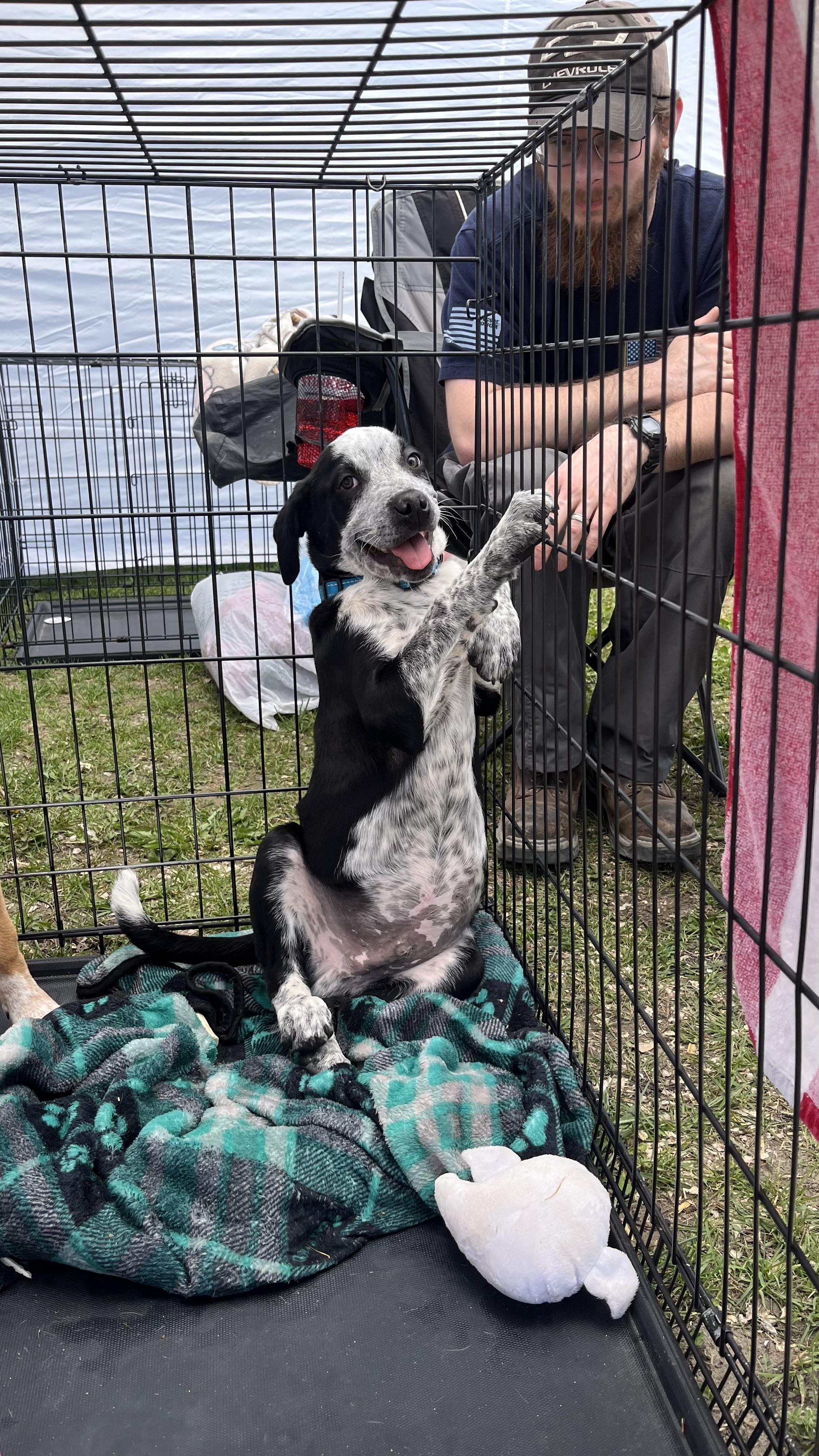 Panda fka Po Po Delta pup, a Adoptable mixed breed in Jerome, ID image 2/6