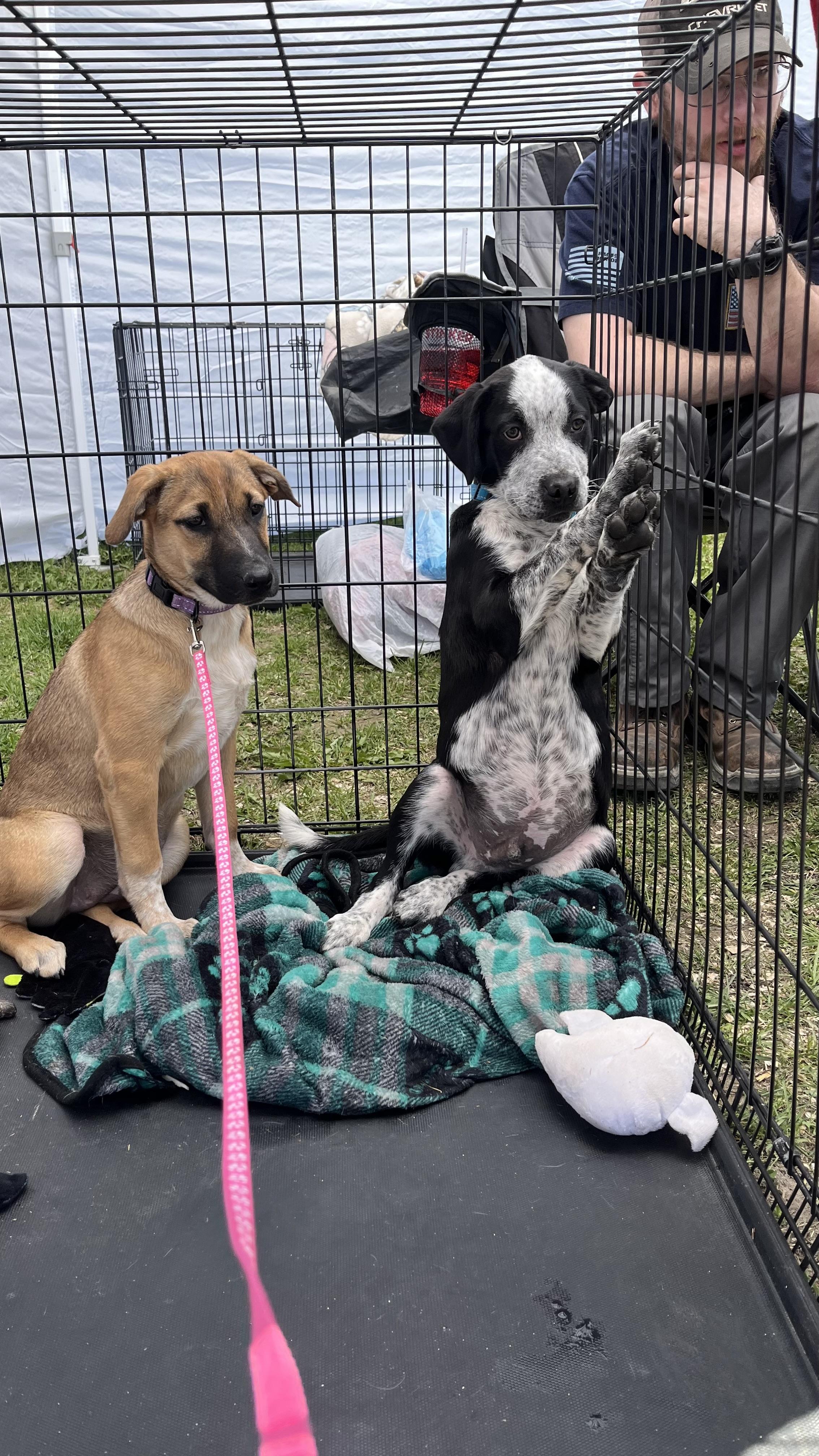 Panda fka Po Po Delta pup, a Adoptable mixed breed in Jerome, ID image 3/6