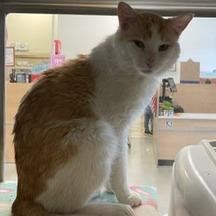 Giuseppe, Adoptable, Adult Male Domestic Short Hair.