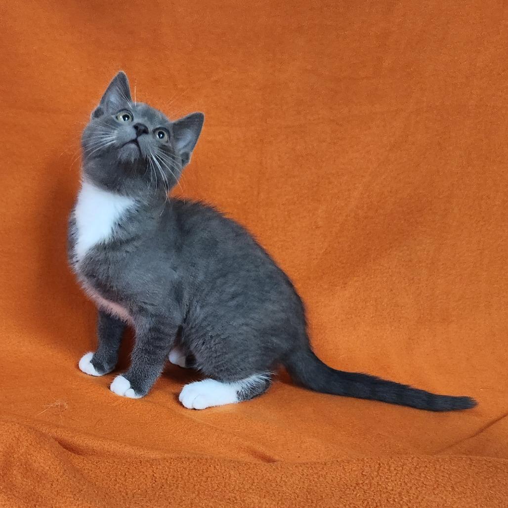 Stardust, Adoptable, Kitten Male Domestic Short Hair.