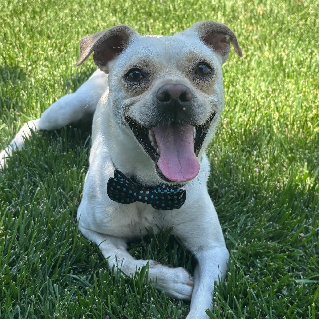 Robbie photo 3