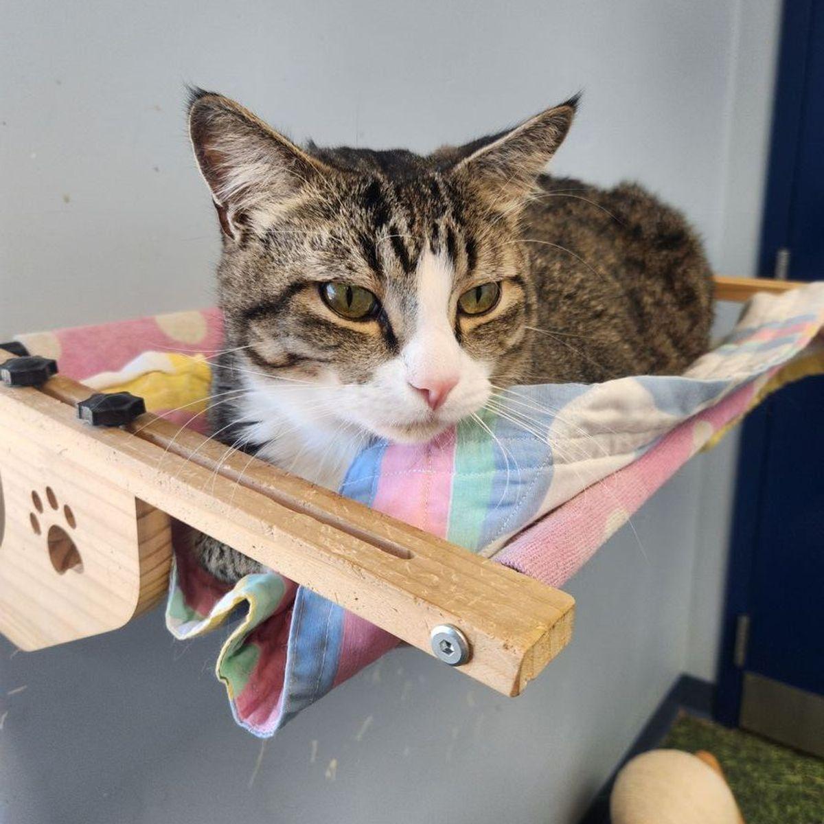 Enlarge Max, a Adoptable Domestic Short Hair in Kingman, AZ image 1/1