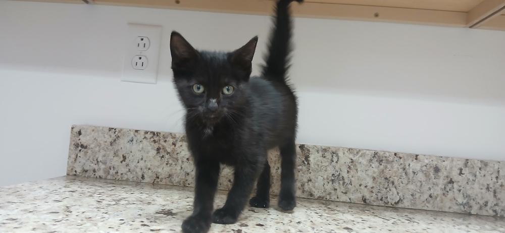 Tofu, Adoptable, Kitten Male Domestic Short Hair.