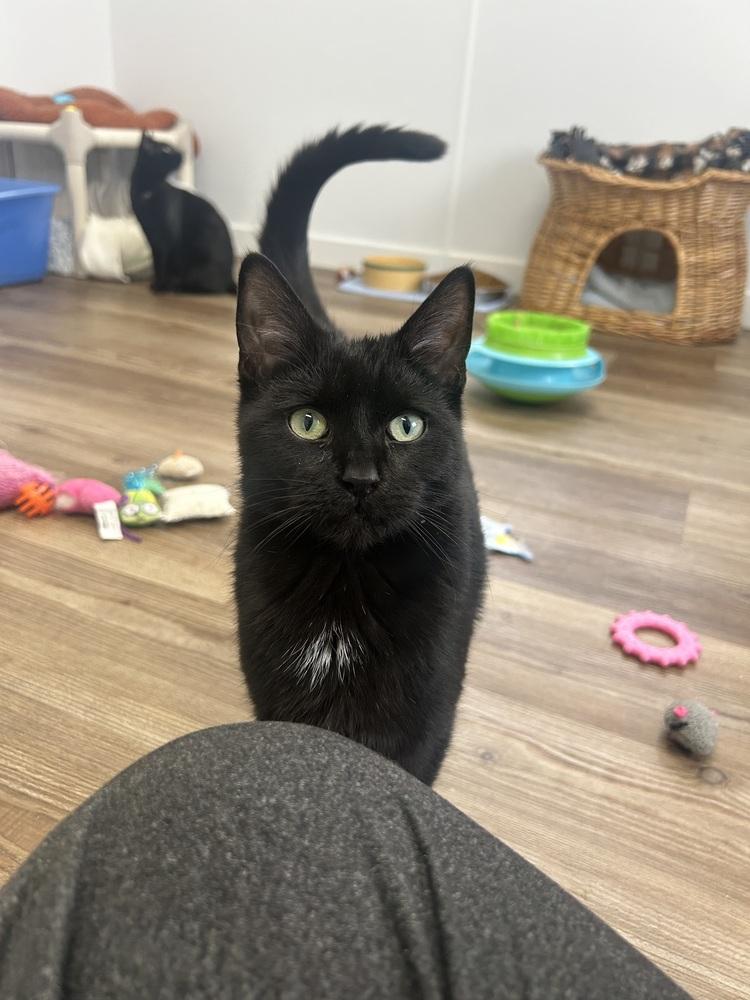 Tofu, a Adoptable mixed breed in Salmon, ID image 2/2