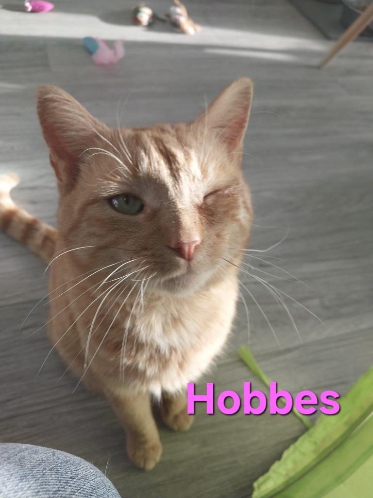 Hobbes (FKA Megatron), Adoptable, Young Male Domestic Short Hair.