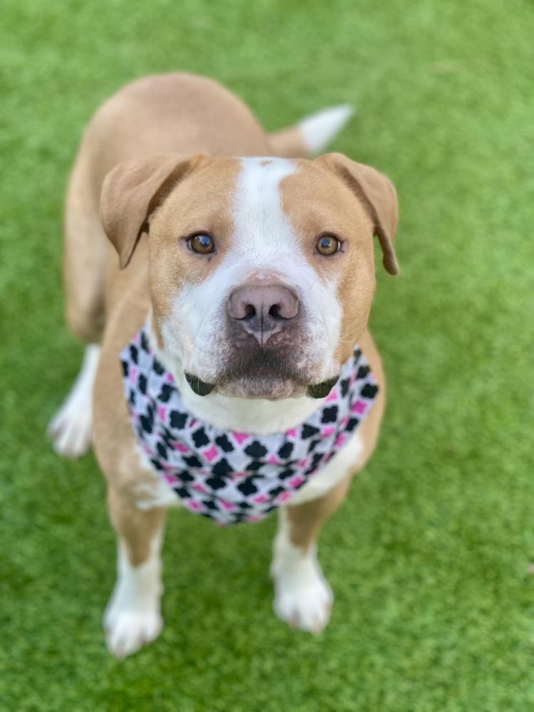Mack, a Adoptable mixed breed in Dunwoody, GA image 2/5