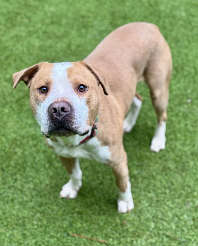 Mack, a Adoptable mixed breed in Dunwoody, GA image 3/5