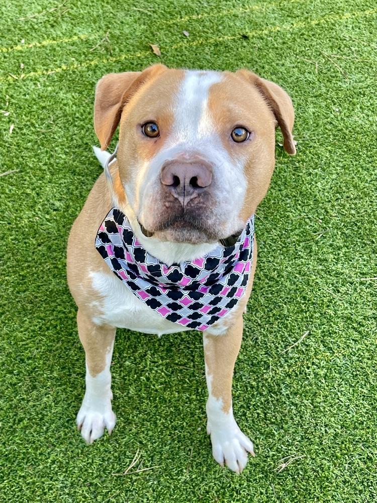 Mack, a Adoptable mixed breed in Dunwoody, GA image 4/5