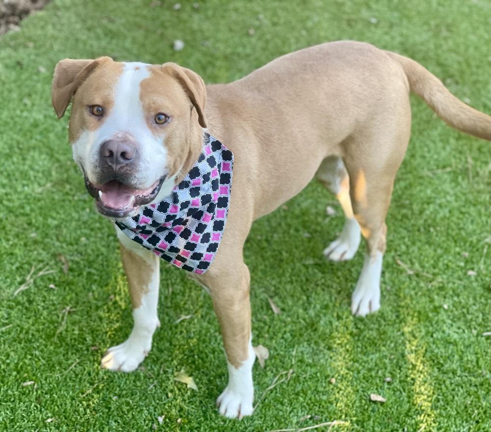Mack, a Adoptable mixed breed in Dunwoody, GA image 5/5