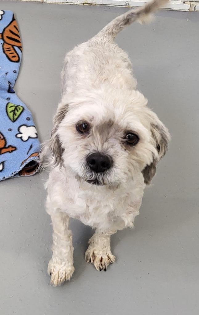 Enlarge Felix, a Adopted mixed breed in Medford, WI image 1/1