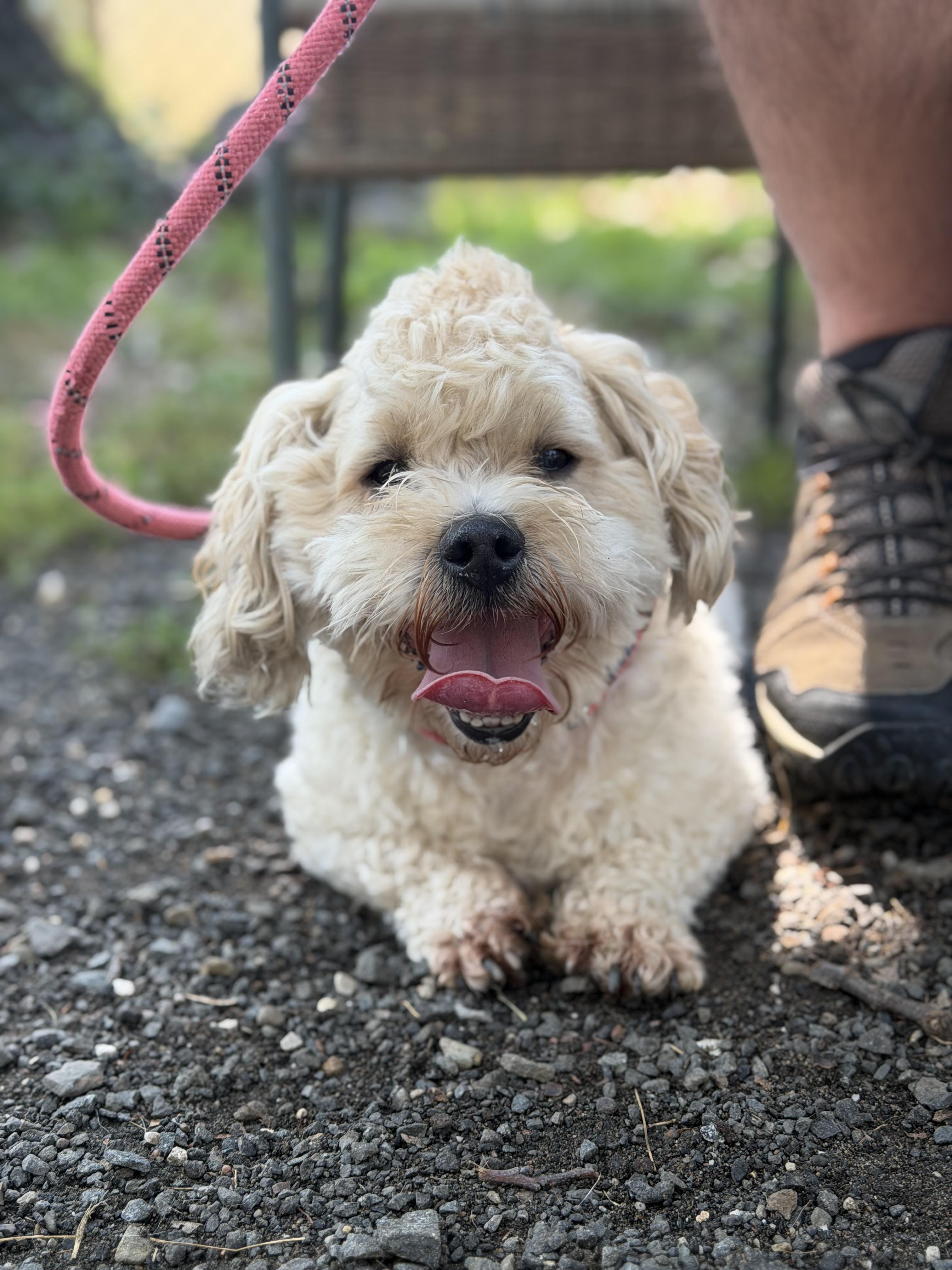 Scottie, adopted, Adult Male Shih poo & Lhasa Apso.
