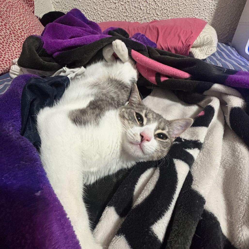 Echo (Bonded w/ Jinx), a Adoptable Domestic Short Hair in Howard beach, NY image 1/6