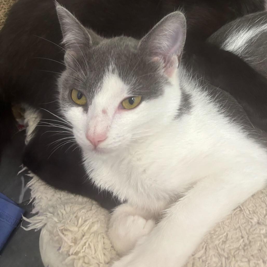 Echo (Bonded w/ Jinx), a Adoptable Domestic Short Hair in Howard beach, NY image 5/6