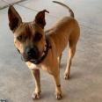 Swiper A4895653, Adoptable, Adult Male Shar-Pei & Mixed Breed.