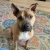 Enlarge Swiper A4895653, a Adoptable mixed breed in Phoenix, AZ image 2/3