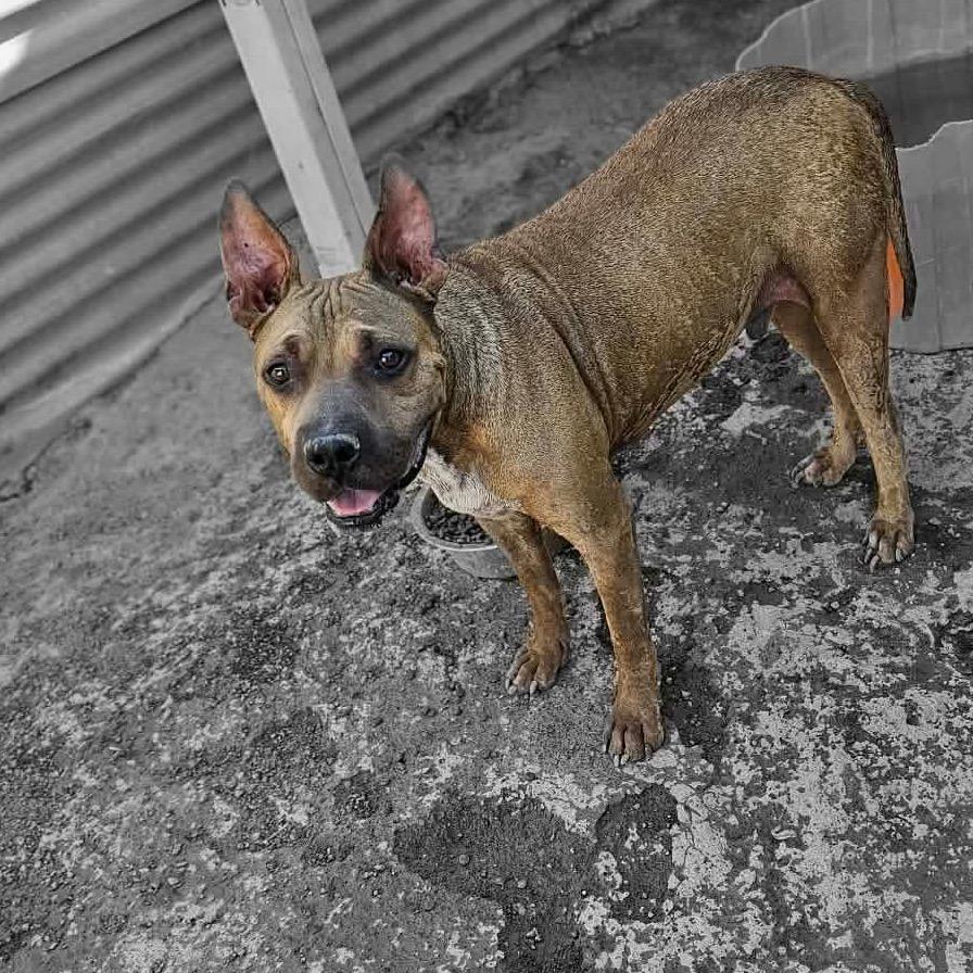Enlarge Swiper A4895653, a Adoptable mixed breed in Phoenix, AZ image 3/3