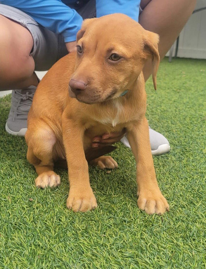 Enlarge Isabella Pup - Altana, a Adoptable mixed breed in Pompano Beach, FL image 1/3