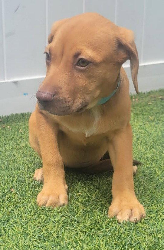 Enlarge Isabella Pup - Altana, a Adoptable mixed breed in Pompano Beach, FL image 2/3
