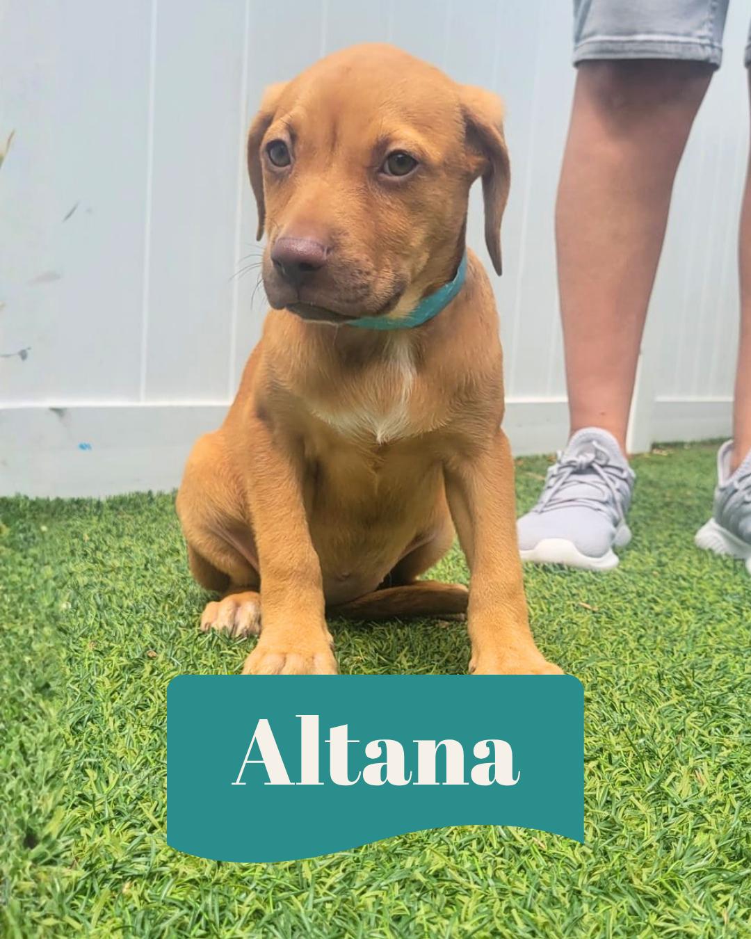 Enlarge Isabella Pup - Altana, a Adoptable mixed breed in Pompano Beach, FL image 3/3