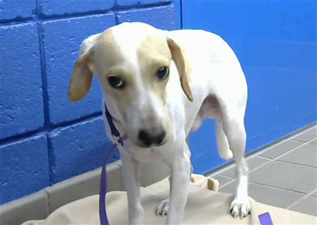 FREDDY, Adoptable, Young Male Dachshund & Mixed Breed.