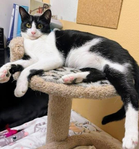 Enlarge Suzy Q - Rancho Cucamonga PetSmart, a Adoptable Domestic Short Hair in Rancho Cucamonga, CA image 3/4